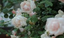 生命如花般绽放