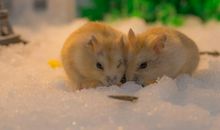 白黄仓鼠，白黄球