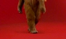 一隻与众不同的狗