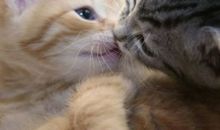 古灵精怪的小花猫