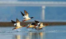 鸟类王国的侦查报告