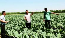 我家老农的菜地