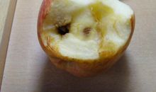 我的烂苹果之旅