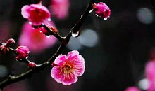 坚贞不屈的窗外梅花