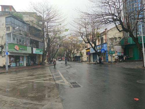 在十字路口的树