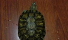 我的动物朋友小乌龟