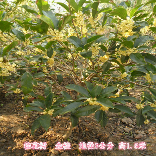 我的植物桂花树