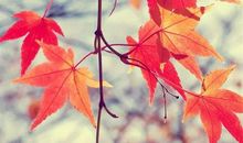 血浓于水的亲情