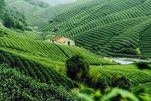 茶园