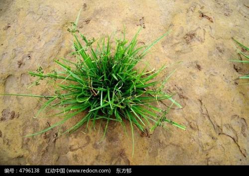 跟随草