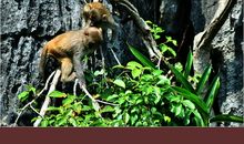 “山中无老虎”