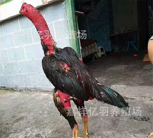 斗鸡羽毛