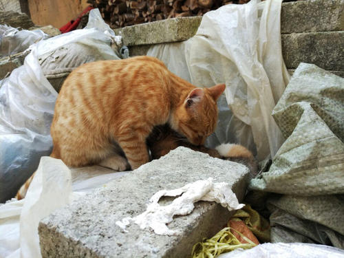 奶奶的小猫