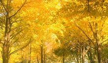 回溪公园的秋天