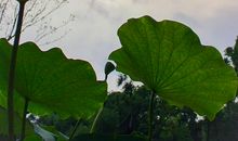 总有柳岸花明时