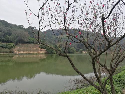 美丽的南桃园