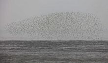 越过森林见到海洋