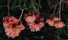 纵然多岔口顺其自然