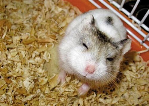 可爱的小仓鼠