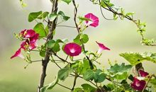 有牵牛花的日子