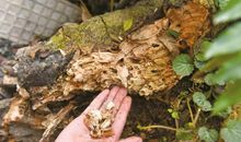 我们全家都是“王”