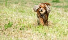 乐于助人的小狗