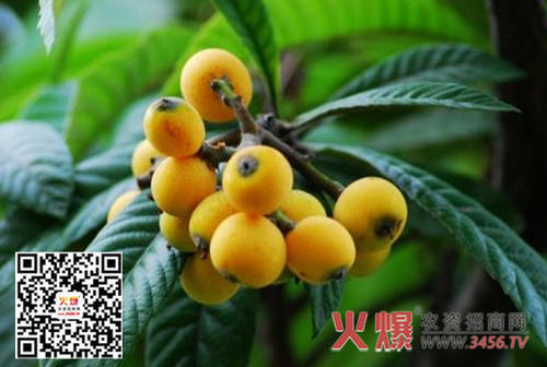 心爱的lo树