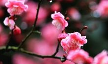 曾经快乐的绽放