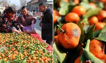 卖橘子的老奶奶