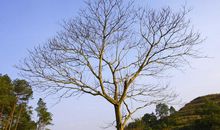 一位老人一棵枯树