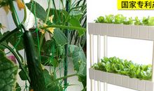 无土栽培的秘密