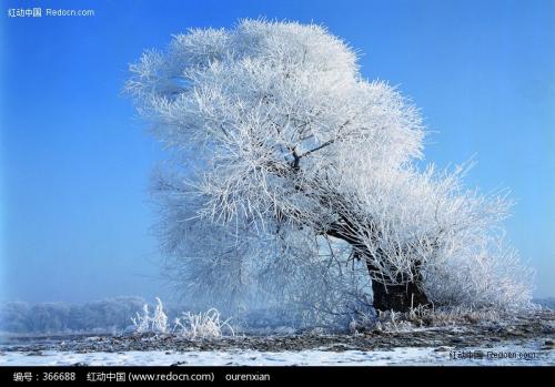 雪世界里有一丝红色