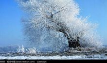 白雪世界一丝红