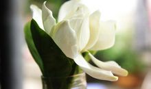 栀子花悄然绽放