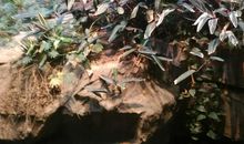 “生物万象”初次体验