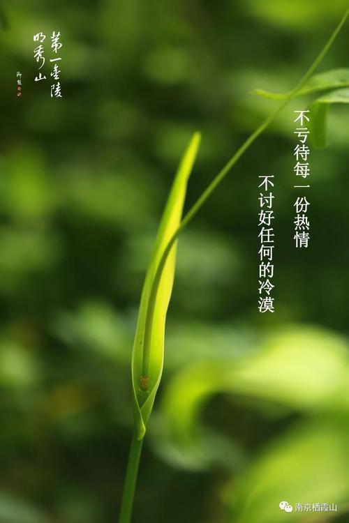 栖霞的新氛围