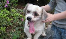 大胖叔叔家的三只小狗