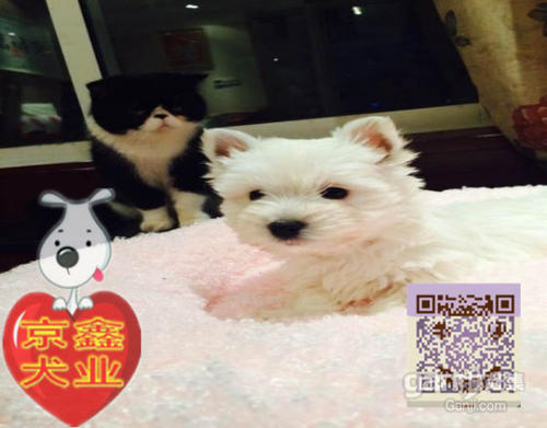 勇敢而聪明的小狗