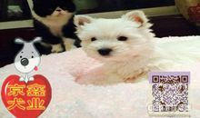 勇敢又聪明的小狗