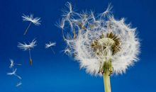蒲公英的选择