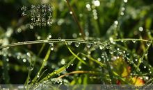 雨水对草的爱