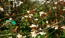 幸福如春日暖阳