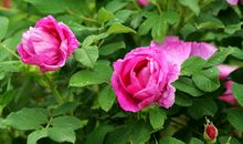 倾听玫瑰的诉说