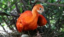 我发现了红鹮鸟的美