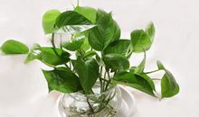 书桌前的小绿萝