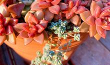 我有一亩三分地