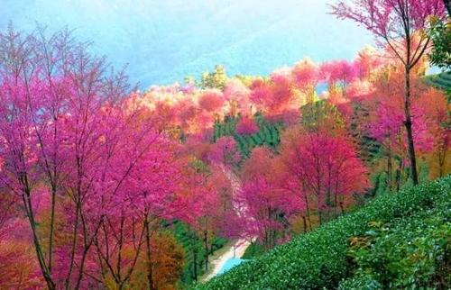 这里很美