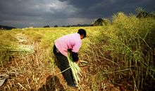 耕种自己的土地