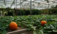 太仓现代化农业园参观记