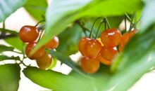 又是樱桃红枝时